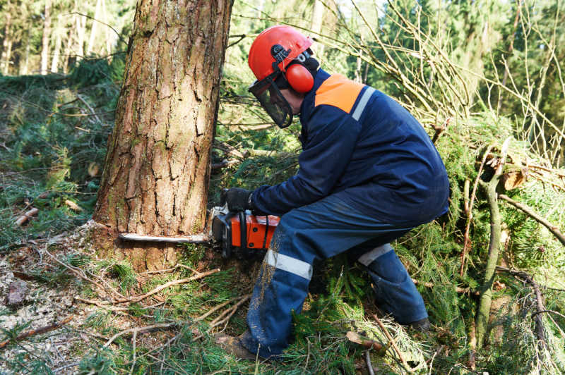 A chainsaw cutting into a tree to be felled