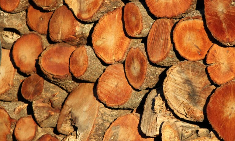 Is Oak Firewood Any Good?