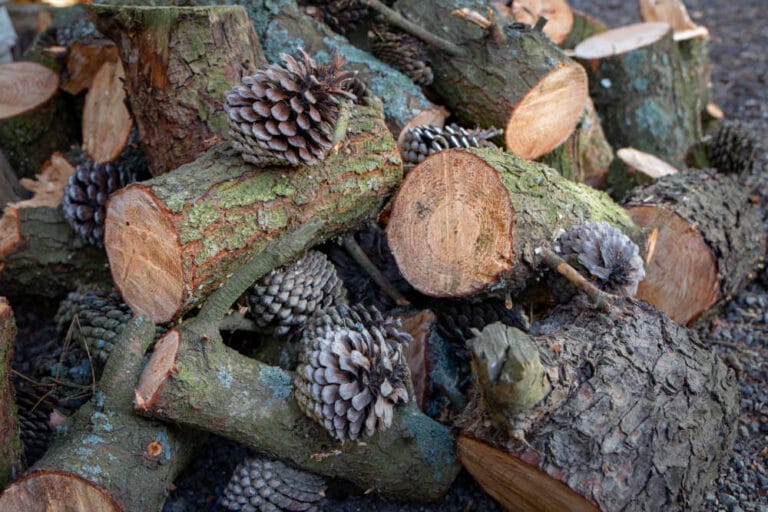 Pine Firewood – Is It Worth Burning?