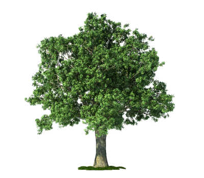 An oak tree with a white background