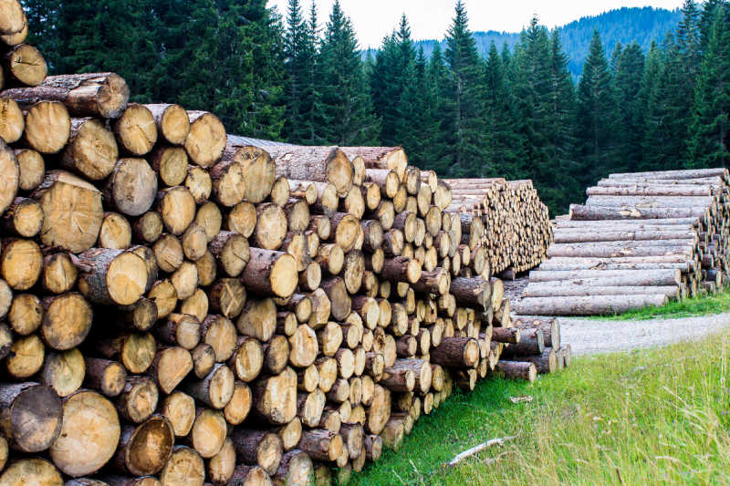 A large pile of pine logs with a pine forest in the background