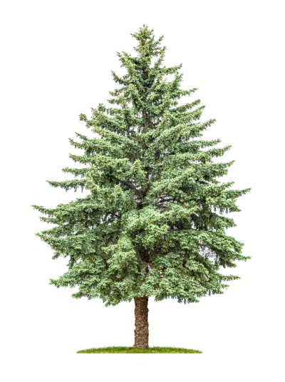 A healthy pine tree on a white background