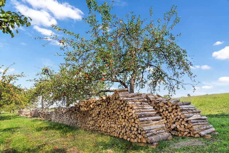 Stacks of apple firewood next to an apple orchard