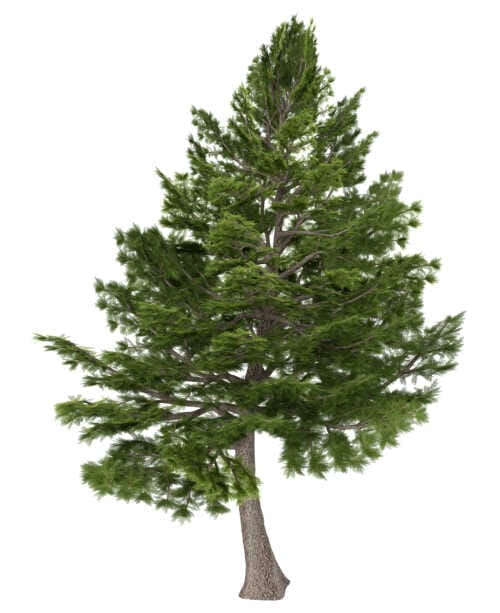 A cedar tree on a white background