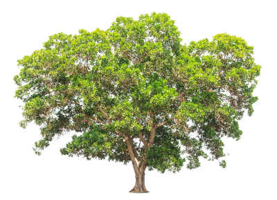 A majestic hickory tree on a white background