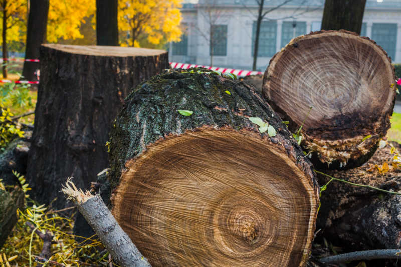 A walnut tree chopped into logs