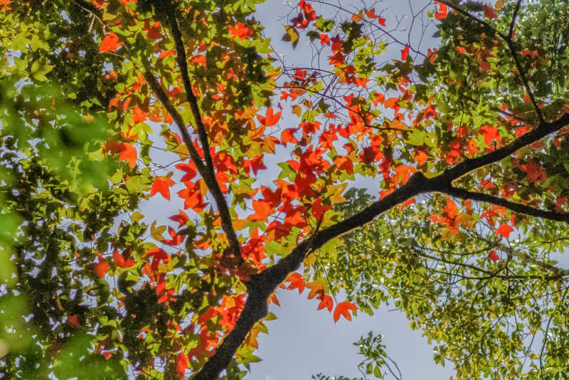 Looking up at a maple tree with its leaves turning orange in the fall.