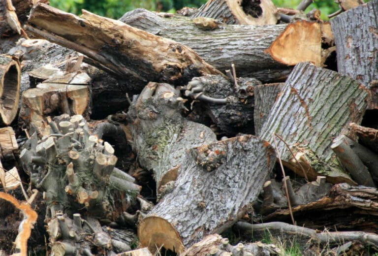 Is Basswood Firewood Good For Burning?