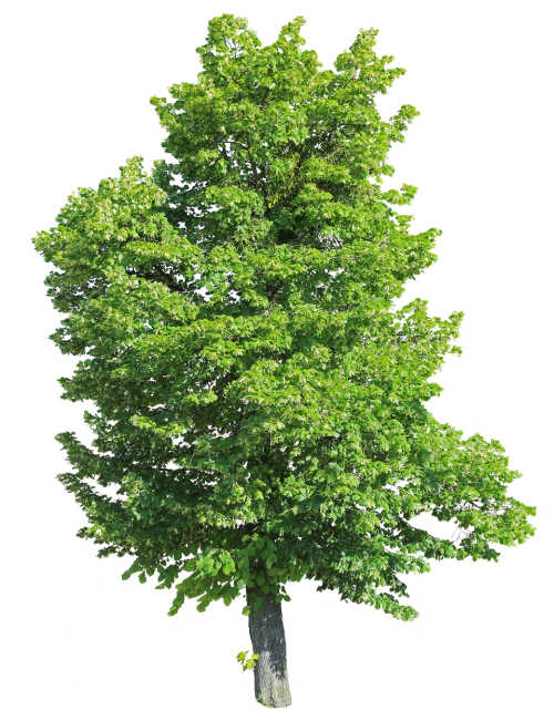 A basswood tree on a white background