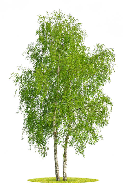A birch tree on a white background