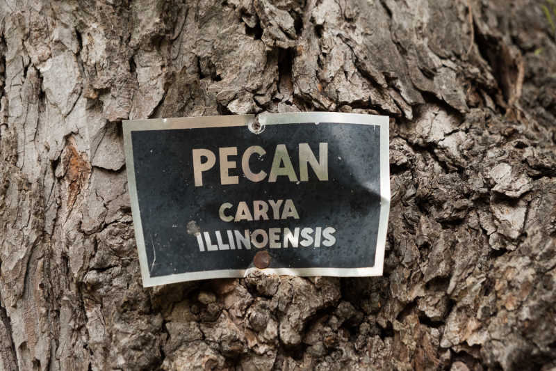 Closeup of the trunk of a Carya Illinoensis (pecan tree)