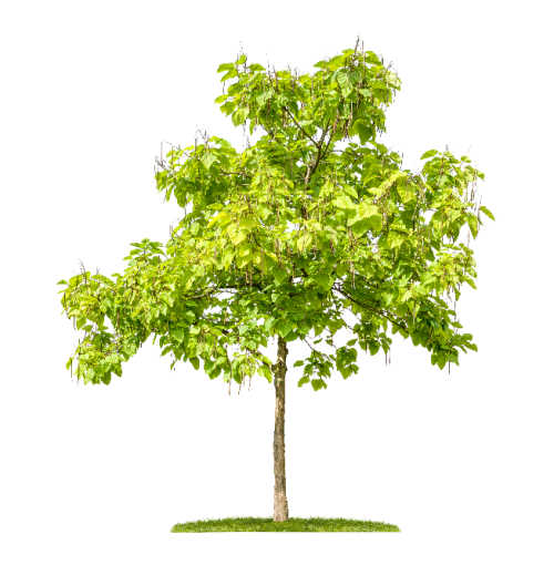 A young catalpa tree isolated on a white background