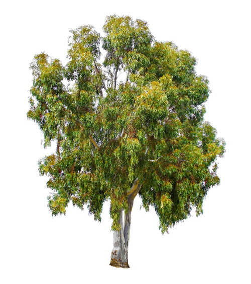 Eucalyptus tree, aka gum tree, on a white background