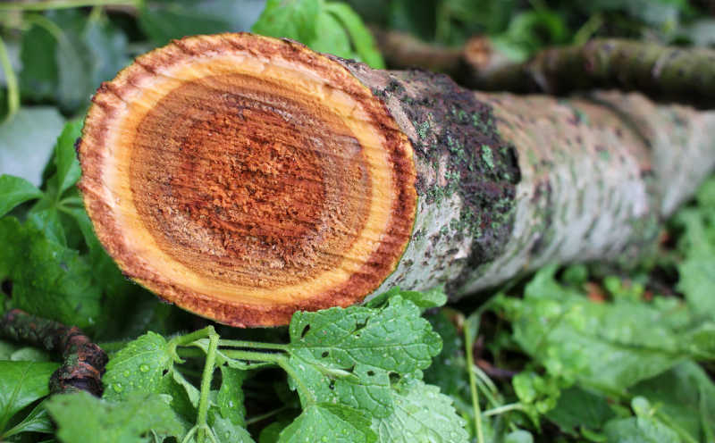 A poplar tree that has been felled by a chainsaw, showing the wood rings.