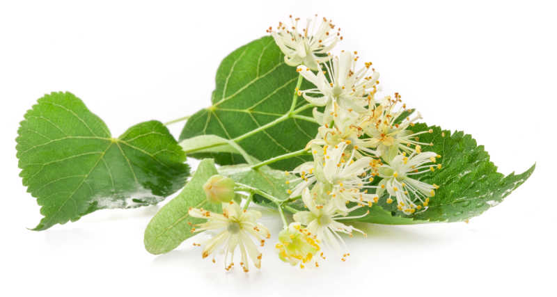 Flowers from a linden or basswood tree