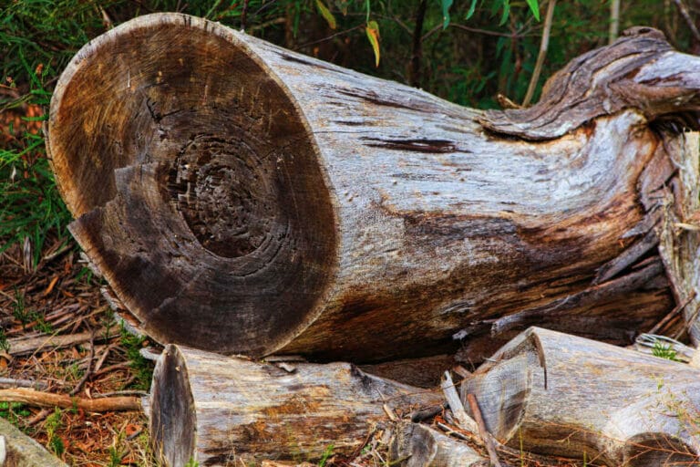Is Eucalyptus Firewood Any Good?