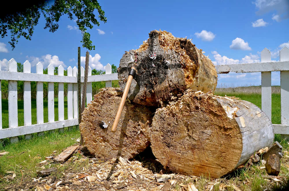 Large rounds of cottonwood next to a picket fence