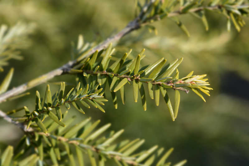 Closeup of the needles from an eastern hemlock tree