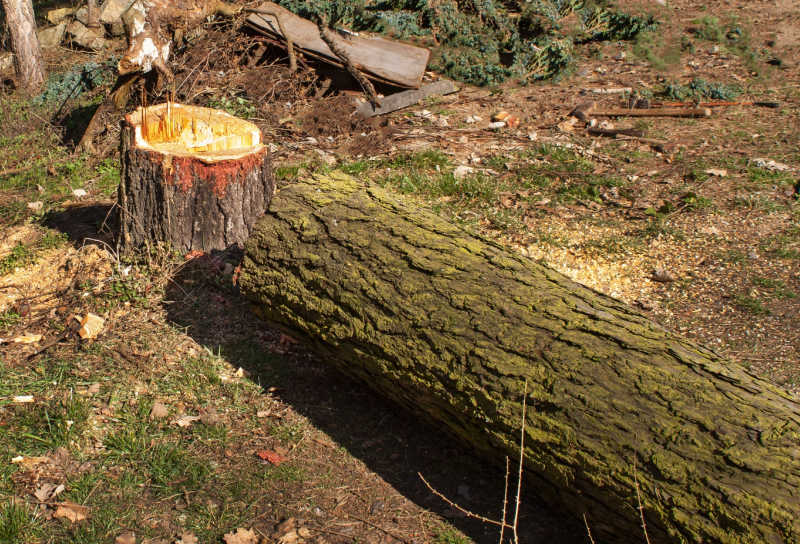 A felled tamarack tree lying on the ground
