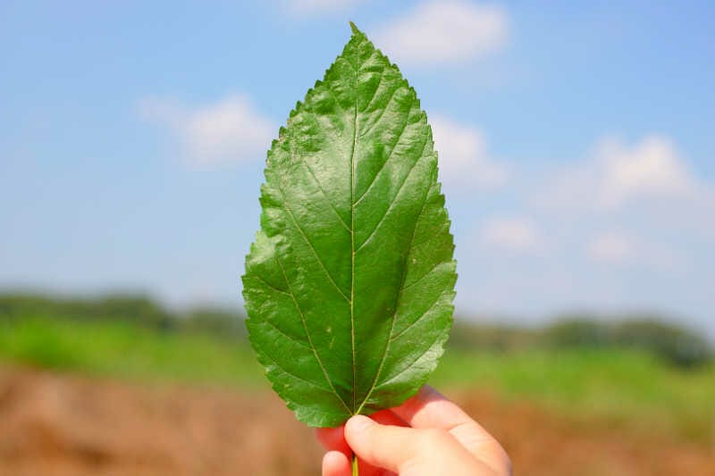 A hand holding a hackberry leaf in the air