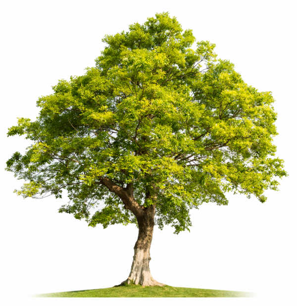 A mature hackberry tree on white background