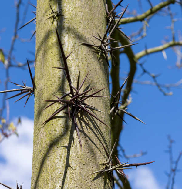 Close up of honey locust tree trunk and its thorns