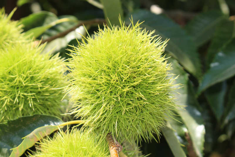 Light green spiky chestnut blossoms