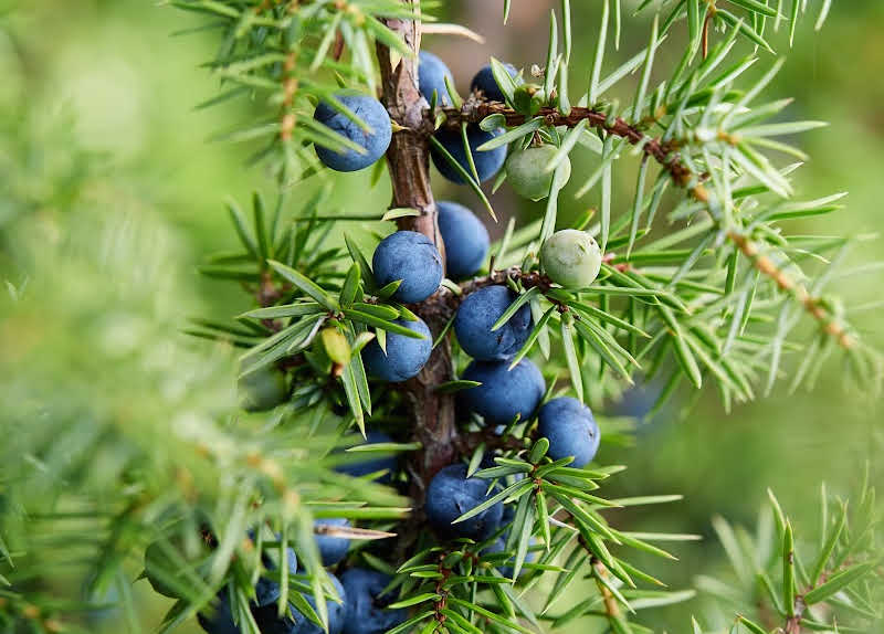 Closeup of a juniper tree branch with ripe berries