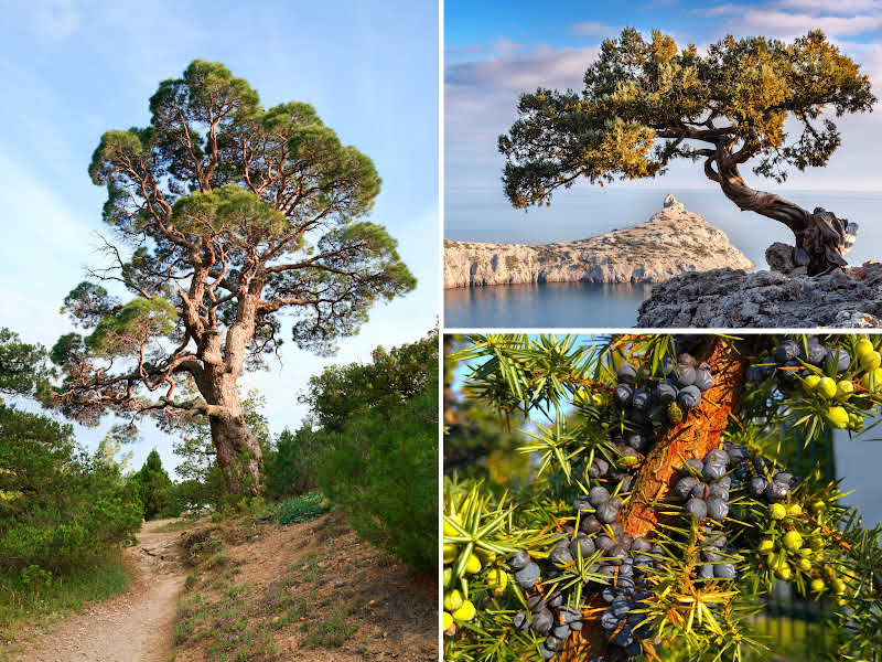 A collage of juniper trees