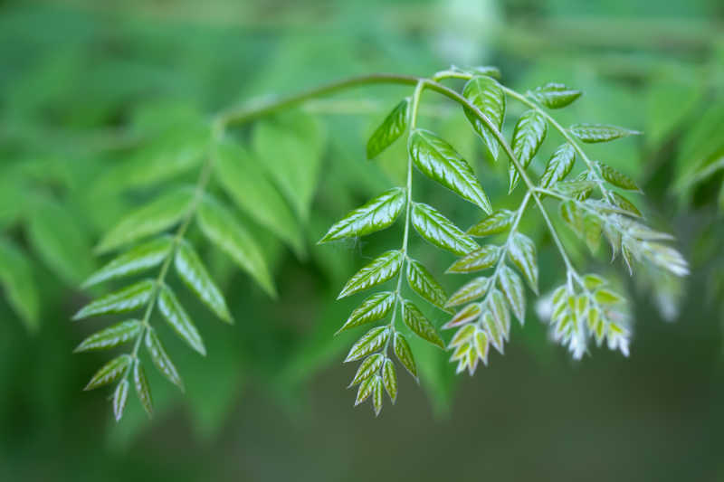 Closeup of a coffeetree's green leaves 