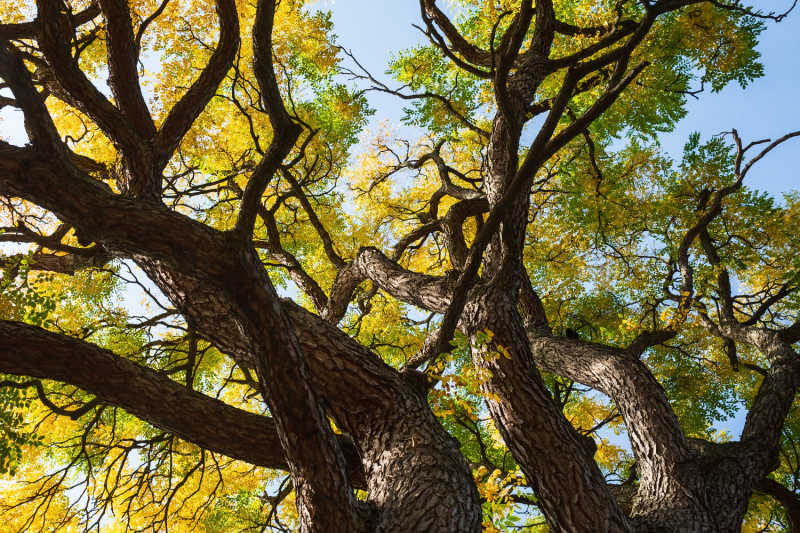 Looking up from the base of a Kentucky coffeetree at a large canopy of greenish-yellow leaves
