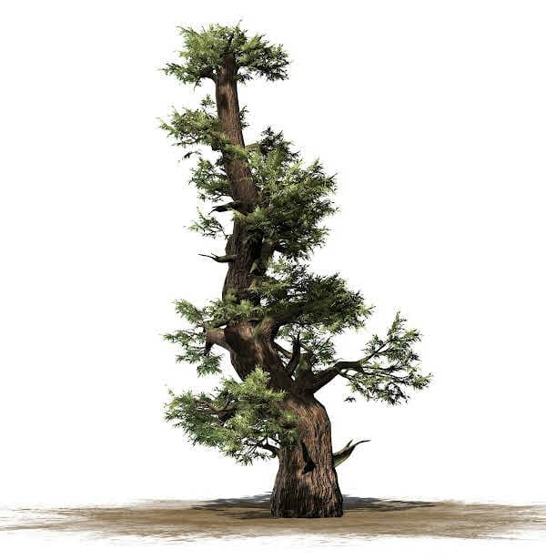 An illustrated juniper tree on white background