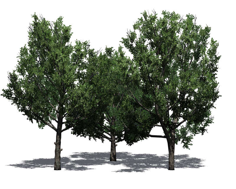 Illustration of a grove of Bradford pear trees