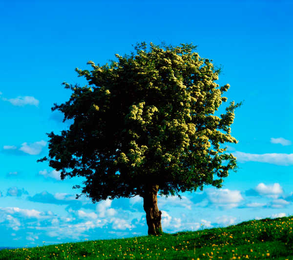 A mature hawthorn tree growing in a field with blue sky in the background
