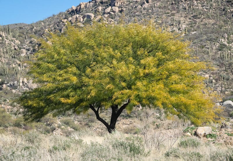 A mature mesquite growing in the wilderness