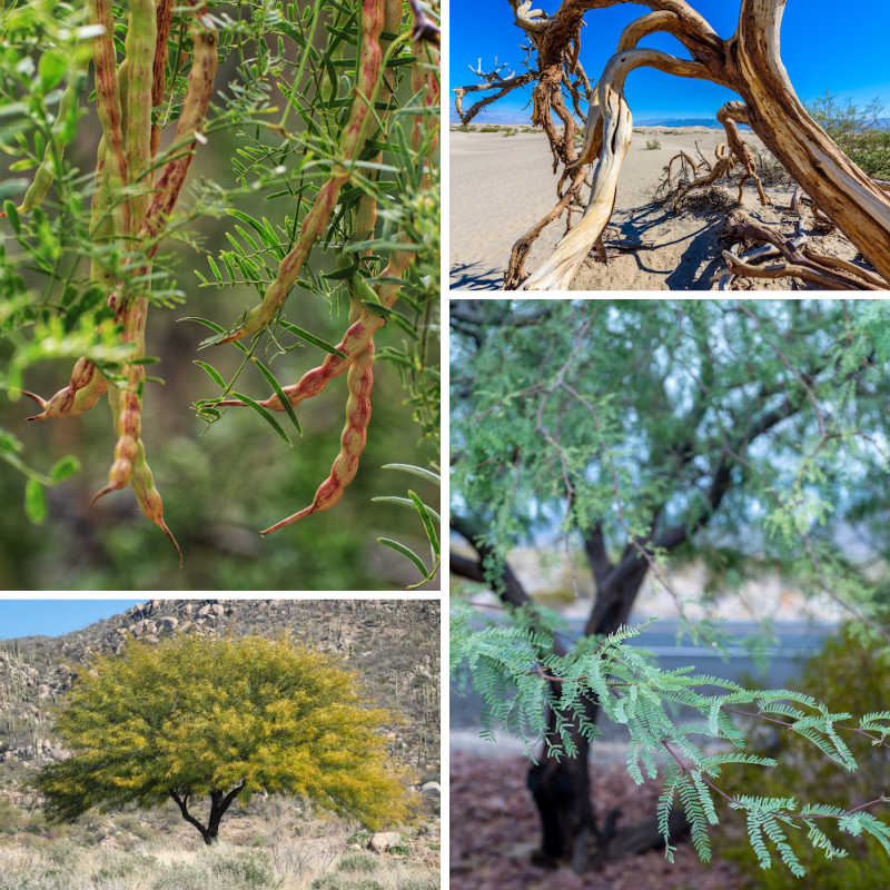 A collage of mesquite tree images to help with identification
