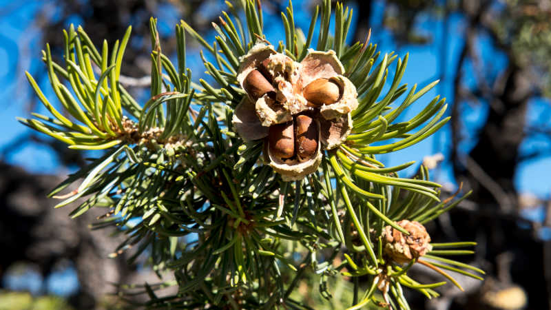 Closeup of seeds inside a pinyon pine cone.