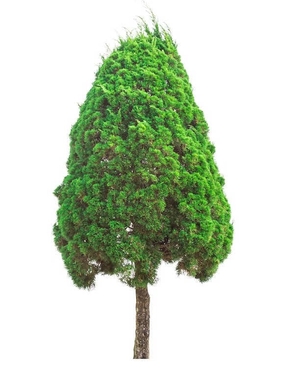 A green cypress tree on a white background