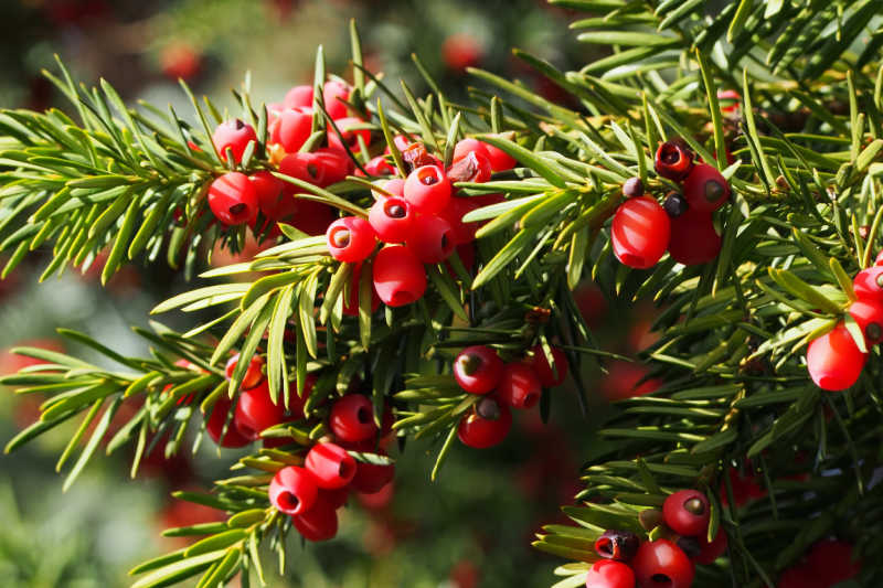 Closeup of a yew branch loaded with red berries