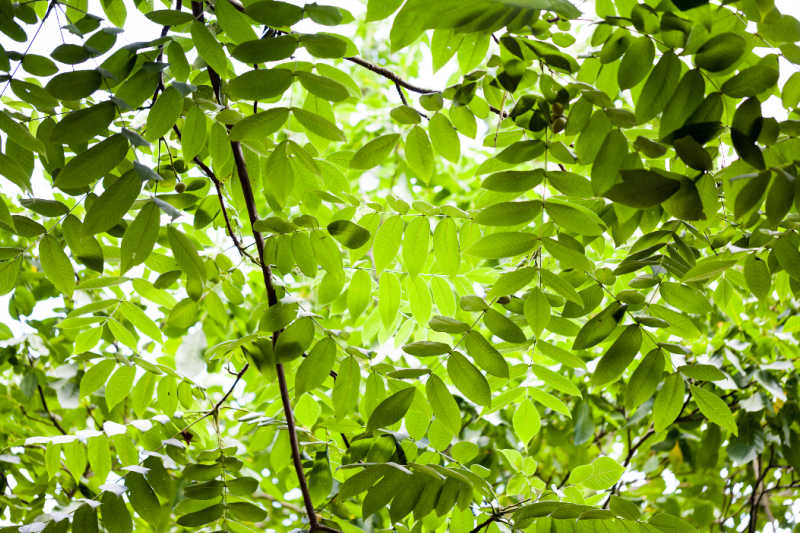 Closeup of butternut tree leaves
