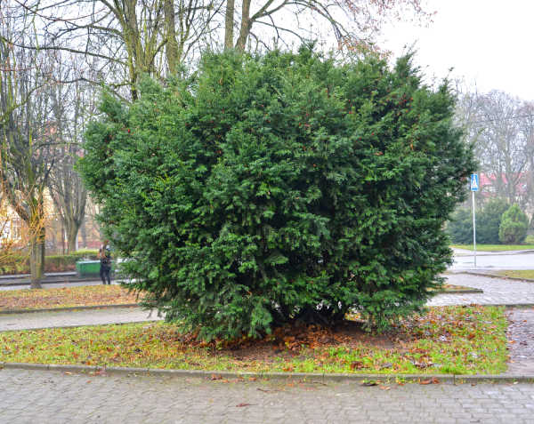 A yew growing in the city
