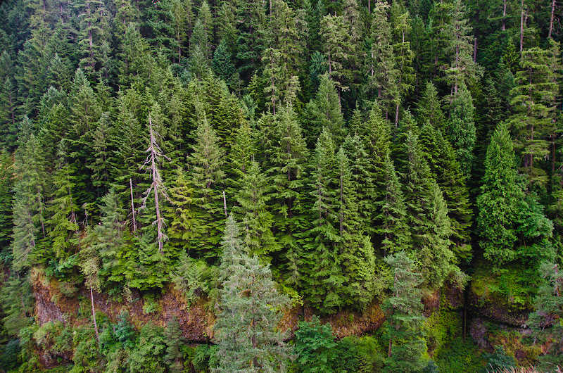 A Douglas fir forest in America's Northwest.
