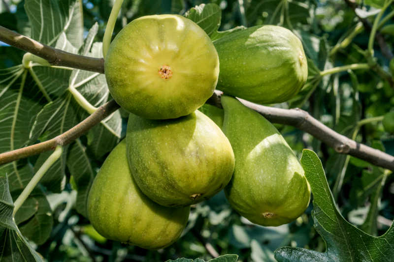 A bunch of figs growing on the branch of a fig tree