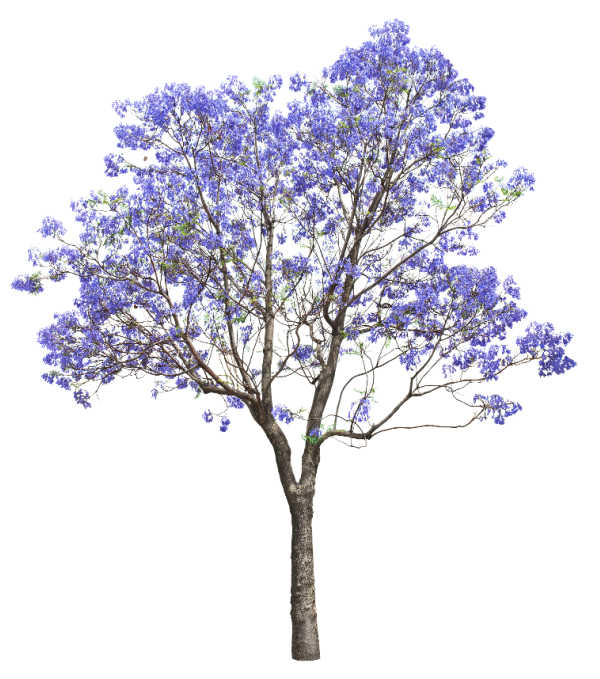 A flowering Jacaranda tree on a white background