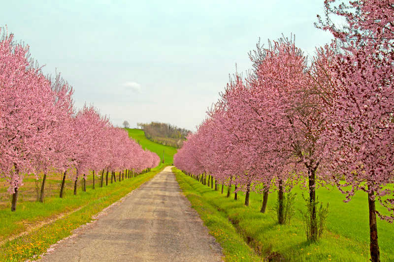 Peach trees in a line with pink blossoms