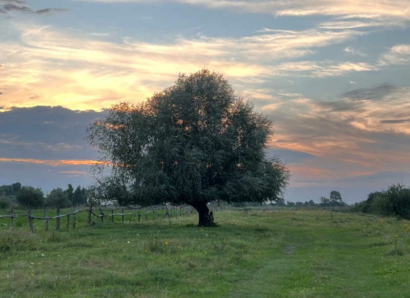A lone olive tree on a farm with sun setting in background