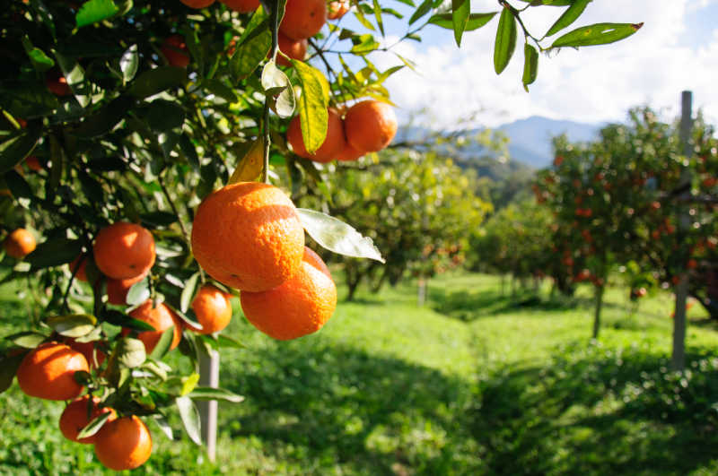 Closeup of oranges growing on a branch with an orange tree orchard blurred in the background