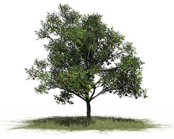 Illustration of a peach tree on white background