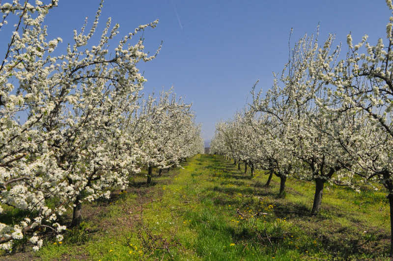 Rows of plum trees in a fruit orchard