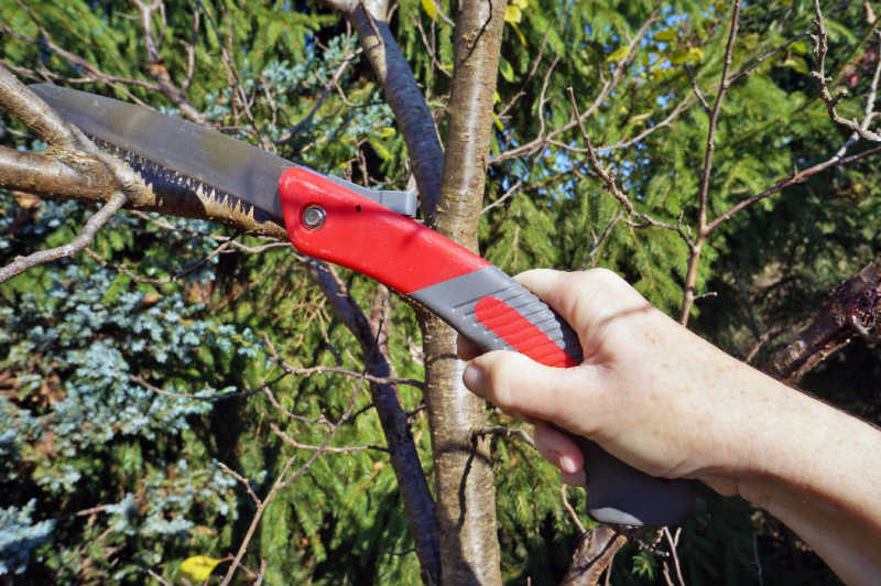 A hand holding a saw that is pruning off a tree branch.